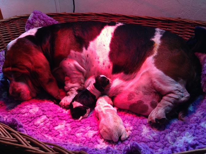 Naissance : chiots Basset-Hound