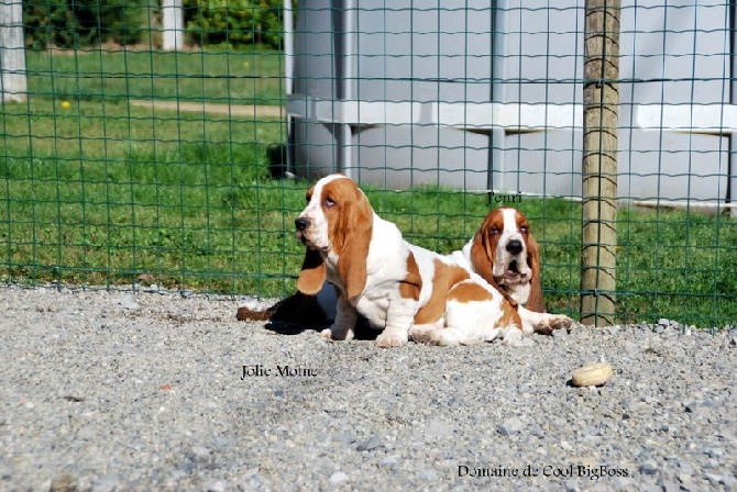 3 Superbe chiots Disponible