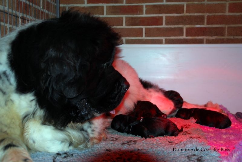 Le chiot de SUNNY et MIKE