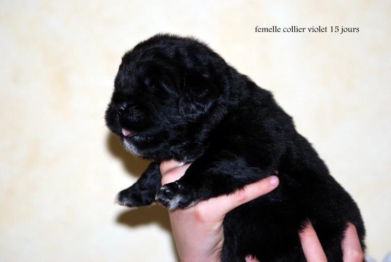Les chiots de Bagheera 2013