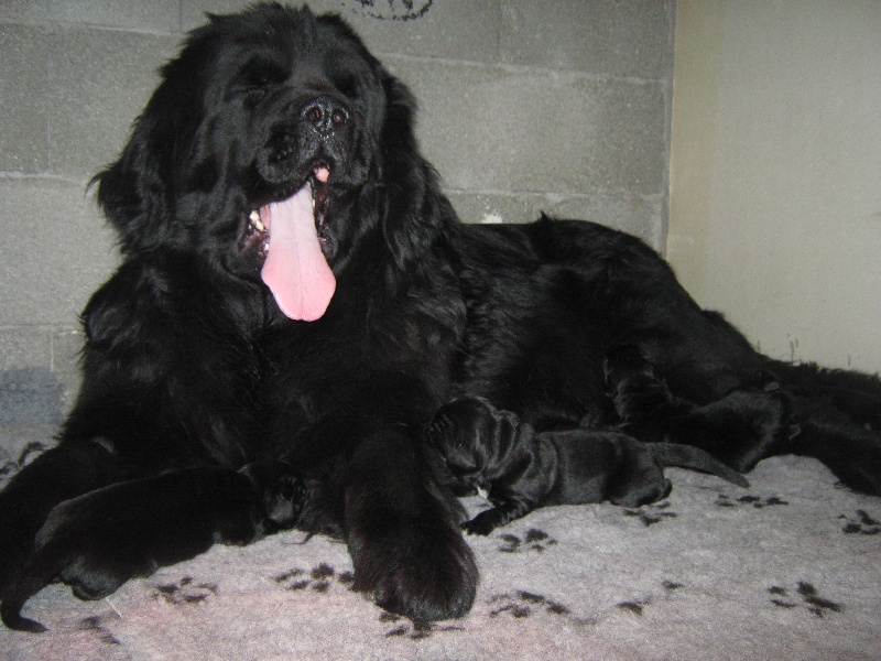 Les chiots de Cléopatre 2010
