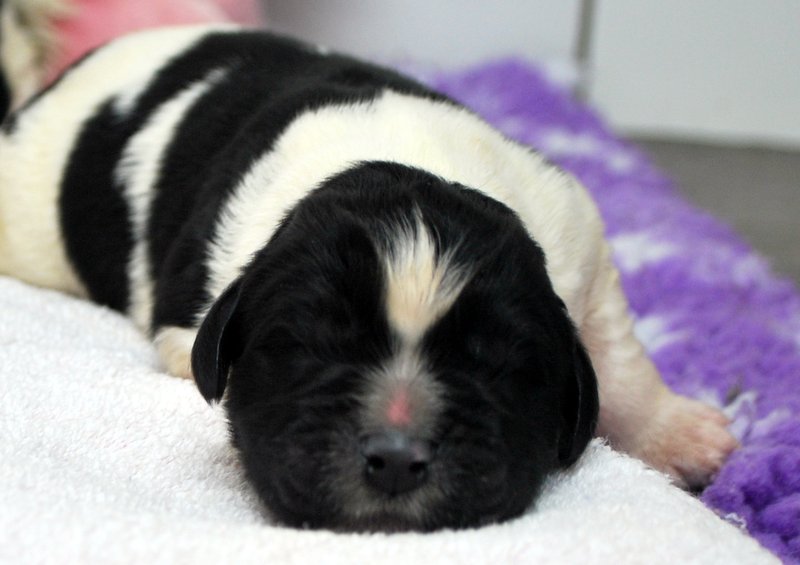 Les chiots de Cherry pie 2012
