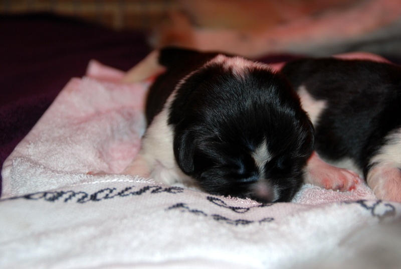 Chiots de Cherry Pie et Angel 2013