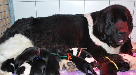 Les chiots de Cherry Pie 2011