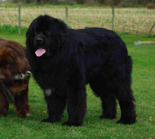 Nos chiens