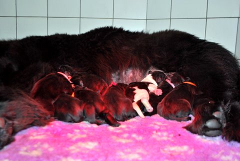 Les chiots de Fatal