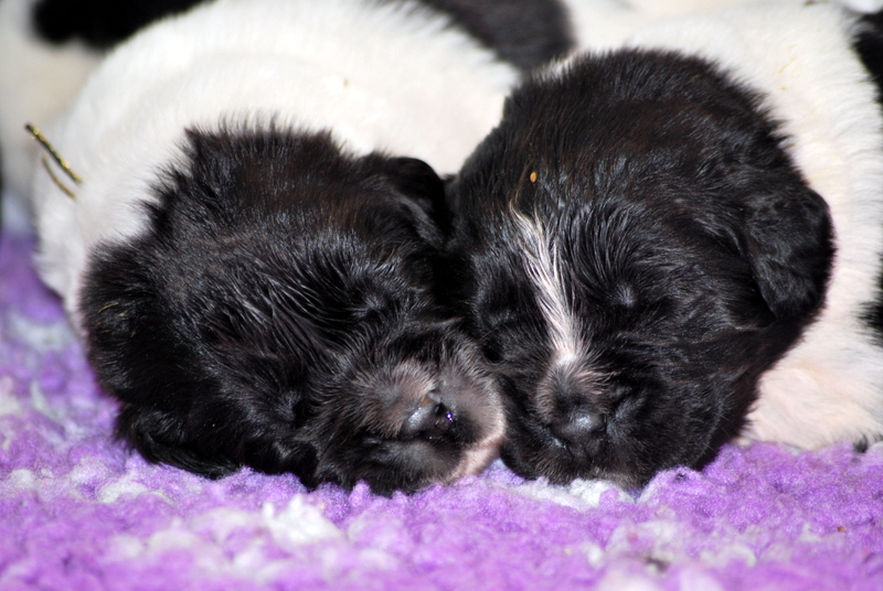 Les chiots de Fiever Night 2013