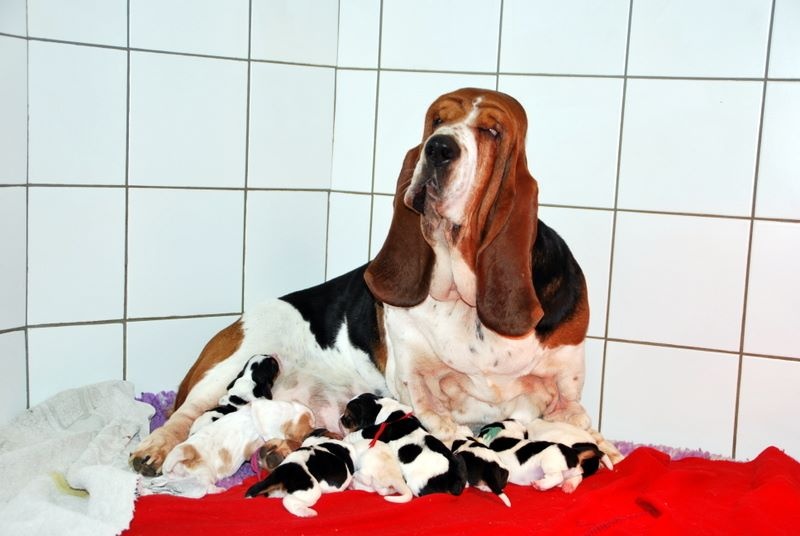 Domaine cool big boss - Basset Hound - Portée née le 28/11/2014