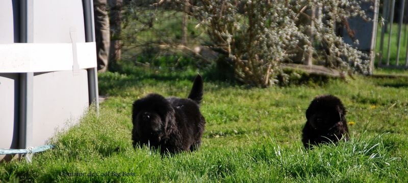 Chiot Terre-neuve Domaine cool big boss